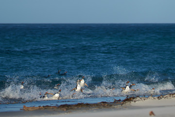 Gentoo Penguins (Pygoscelis papua) coming ashore after feeding at sea on Sea Lion Island in the...