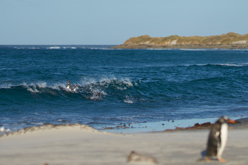 Gentoo Penguins (Pygoscelis papua) coming ashore after feeding at sea on Sea Lion Island in the Falkland Islands.