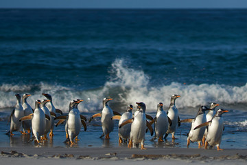 Obraz premium Gentoo Penguins (Pygoscelis papua) coming ashore after feeding at sea on Sea Lion Island in the Falkland Islands.