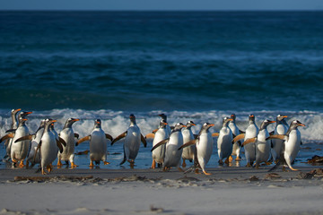 Gentoo Penguins (Pygoscelis papua) coming ashore after feeding at sea on Sea Lion Island in the Falkland Islands.