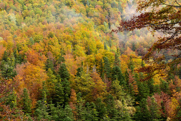 Obraz premium Autumm Landscape of Ordesa National Park in autumm with trees full of orange and yellow leaves.jpg