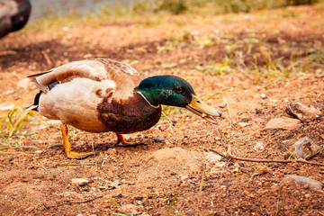 ducks are looking for food on the shore of the pond