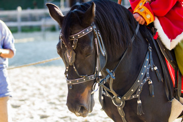 historical horse harness on horse