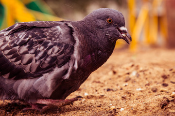 pigeons pecking bread crumbs on a warm summer day