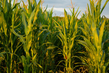 Obraz premium Corn field in summer sunlight