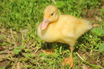 runner duck chick in the grass