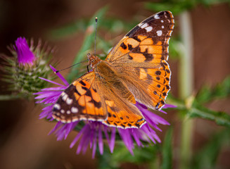 Papillon