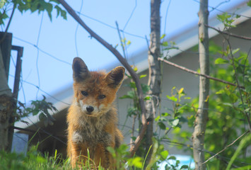 small fox near the fence