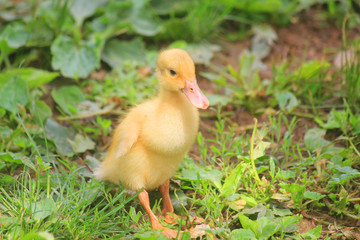 small runner duck in the meadow of the farm