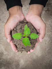 hands holding young plant. Ecology concept