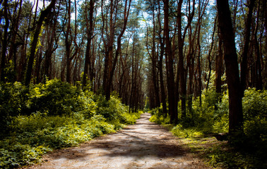 Obraz premium A trail