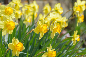 Narcissus Fortune (Large cupped Daffodil) flowers