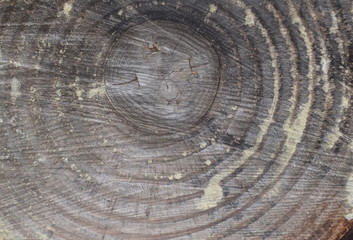 Fototapeta premium Wooden plank for use as a background, wood texture