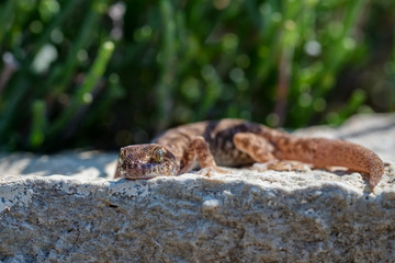 Close up cute small Even-fingered gecko genus Alsophylax on stone
