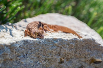 Close up cute small Even-fingered gecko genus Alsophylax on stone
