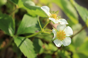 Obraz premium Strawberry flower blosom