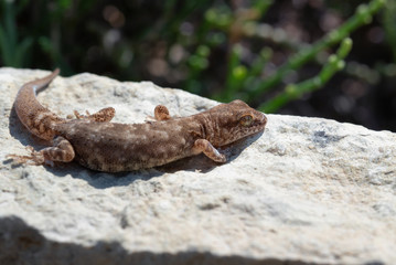 Close up cute small Even-fingered gecko genus Alsophylax on stone