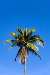 Tropical palm tree at Nusa Penida at Bali island, Indonesia