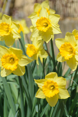 Narcissus Fortune (Large cupped Daffodil) flowers