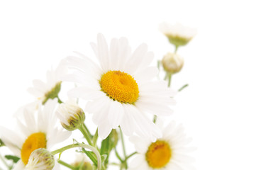 Fototapeta na wymiar Beautiful white chamomile.