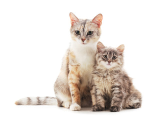 Obraz premium Two small kittens.