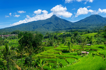 Obraz premium Rice Terrace in Bali island, Indonesia.