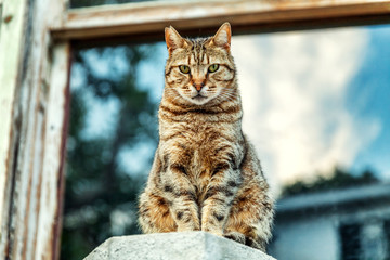 A beautiful cat sits on a pedestal