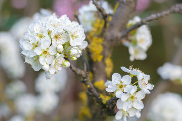 Prunus Domestica (Blue Tit) plum tree blossom cluster
