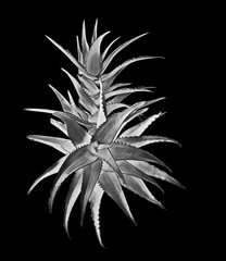 Aloe vera plant variations