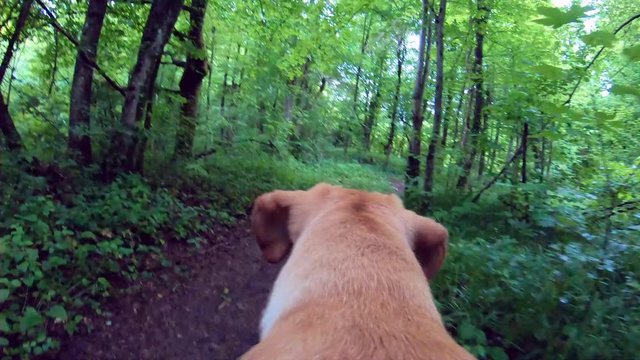 Walking a dog on leash