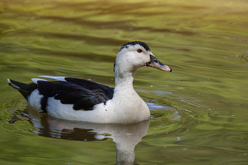 Eine weiß schwarze Ente auf einem See