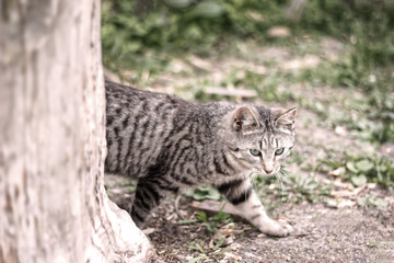 Selective focus. Striped grey cat prowling behind a tree in the forest
