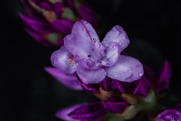 dewdrop purple and white flower