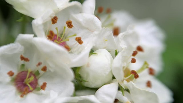 White flowers of hawthorn in spring.