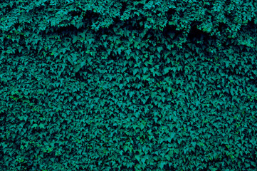 Wall of dark green ivy leaves.