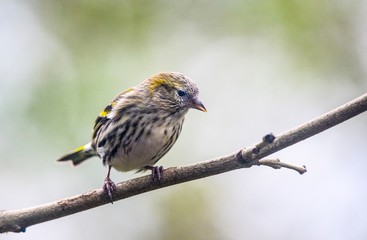 Greenfinch chick