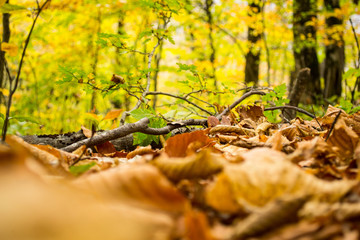 autumn leaves in the forest