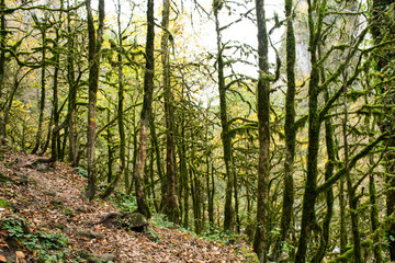 Obraz premium path in the forest