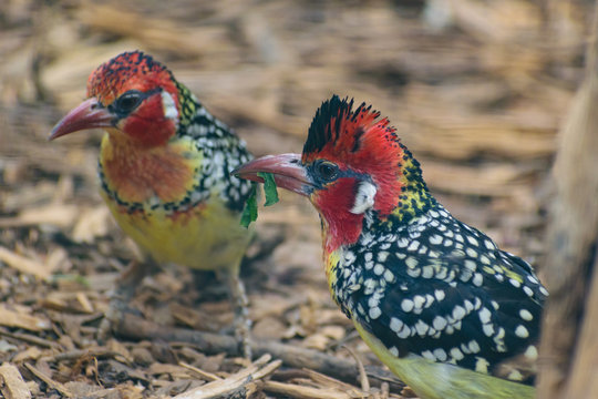 Red and Yellow Barbet (Trachyphonus Erythrocephalus)