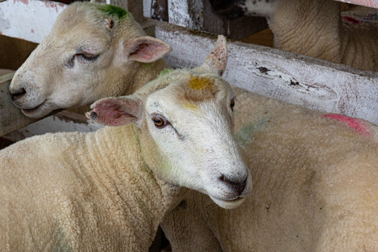 shawn sheep in a pen