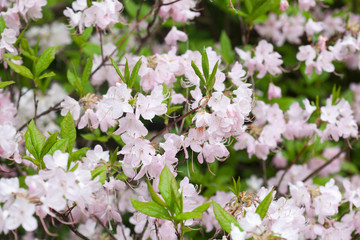 the blooming pink flowers of rhododendron