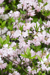 the blooming pink flowers of rhododendron