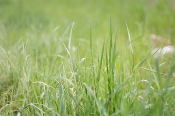 green summer grass after rain with water drops close up with blurred background