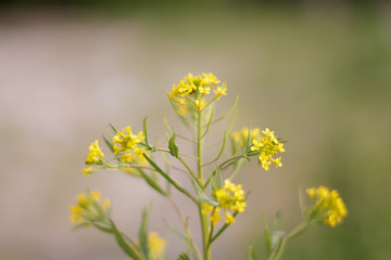 yellow flower small green grass closeup after rain background bushes