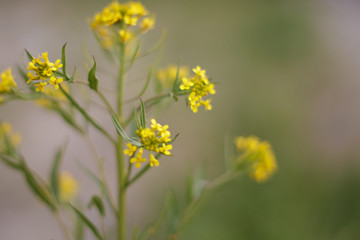 yellow flower small green grass closeup after rain background bushes