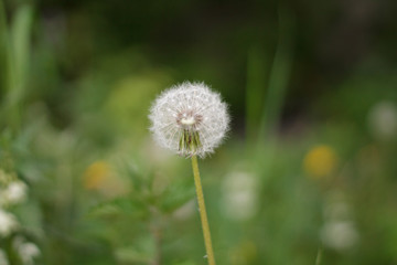 single white dandelion faded green grass closeup after rain background hats of fluff