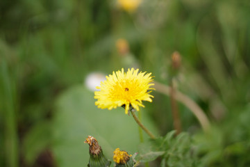 one yellow dandelion faded green grass closeup after rain background hats of fluff