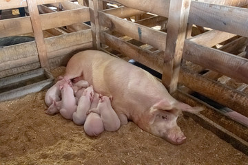 mother pig with little piglets feeding on milk in a barn