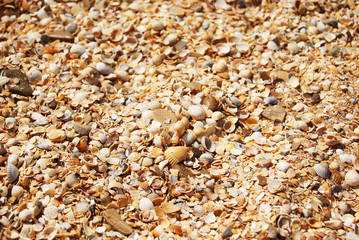 seashells on the beach. Summer day