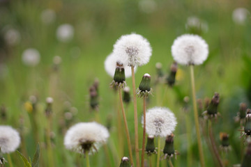 white dandelions faded a lot of green grass closeup after rain background beanie down